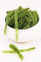 Green Food Organic Sea Grapes - Umibudo Green Caviar- Dehydrated, Marinated in Saltwater 100 grams