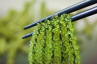 Green Food Organic Sea Grapes - Umibudo Green Caviar- Dehydrated, Marinated in Saltwater 100 grams