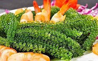 Green Food Organic Sea Grapes - Umibudo Green Caviar- Dehydrated, Marinated in Saltwater 100 grams