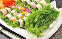 Green Food Organic Sea Grapes - Umibudo Green Caviar- Dehydrated, Marinated in Saltwater 100 grams